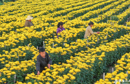 安徽歙县：金丝皇菊喜获丰收