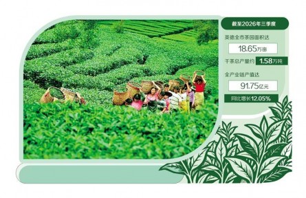 广东英德:茶叶飘香促增收