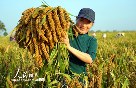 河南孟州：谷子丰收