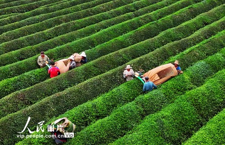 江西赣江新区：机采秋茶忙