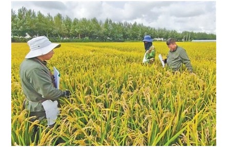 黑龙江:寒地水稻,二十多年“磨”一粒种